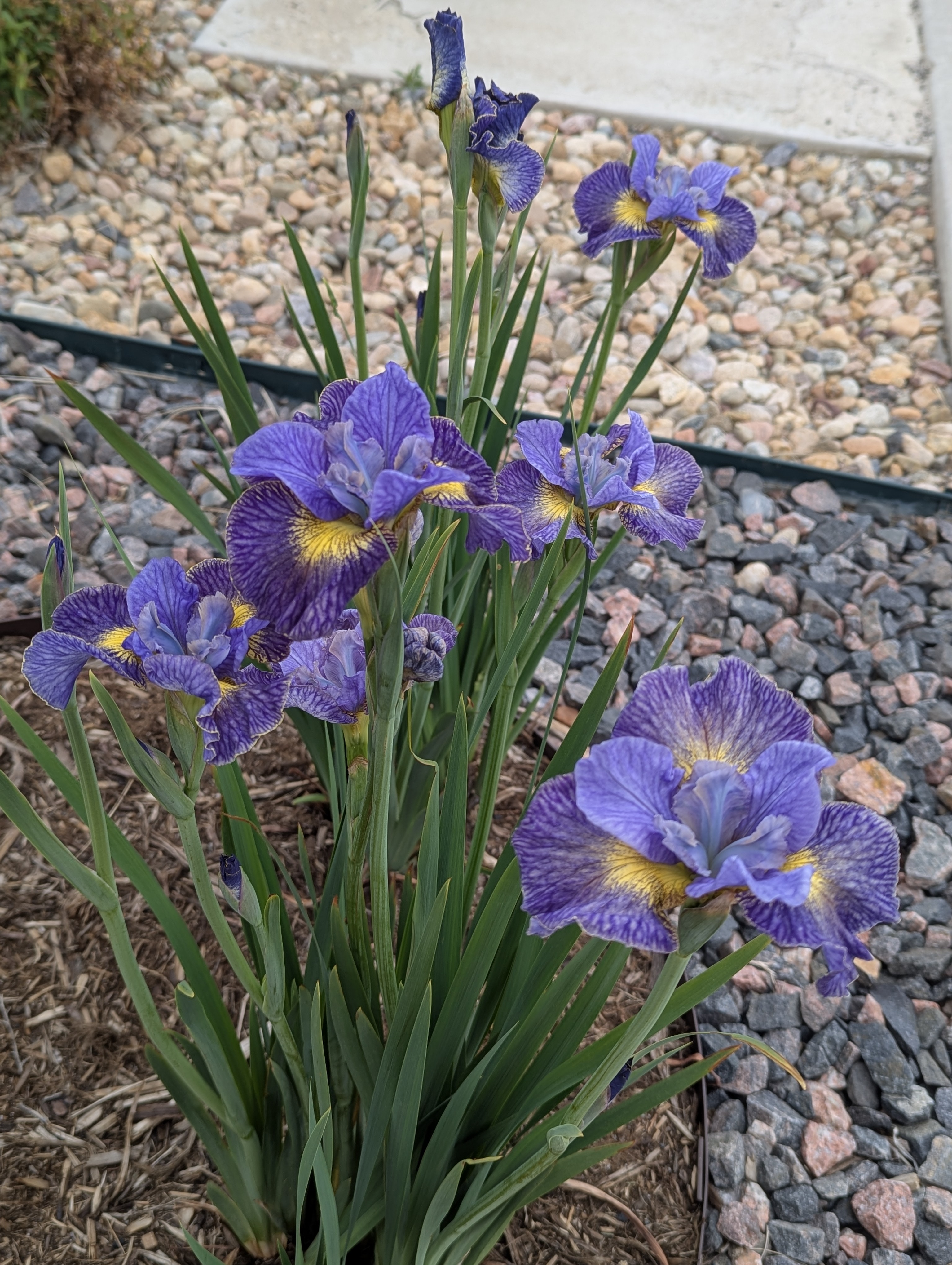 Garden, Flowers, Morrison, Colorado